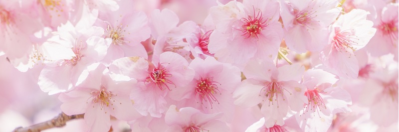 ��w�󌱁A�I�[�v���L�����p�X�̃z�e���I�т̏��T�C�g